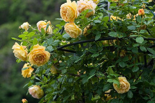 SIGMA MACRO 70mm F2.8