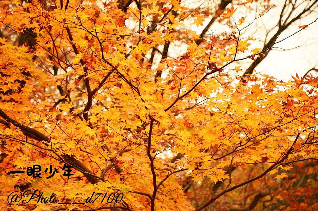 秋に輝く紅葉