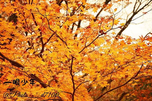 秋に輝く紅葉