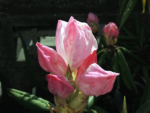 蕾