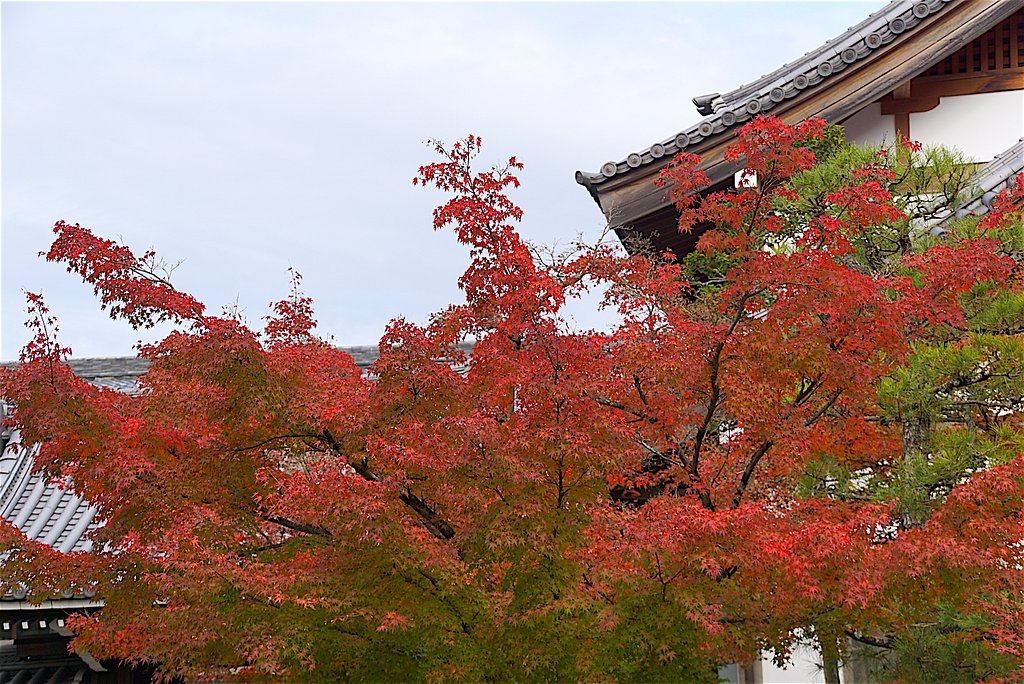 紅葉2015
