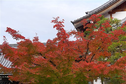 紅葉2015