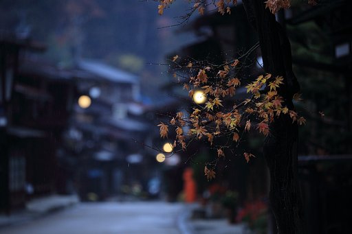 晩秋の蛍