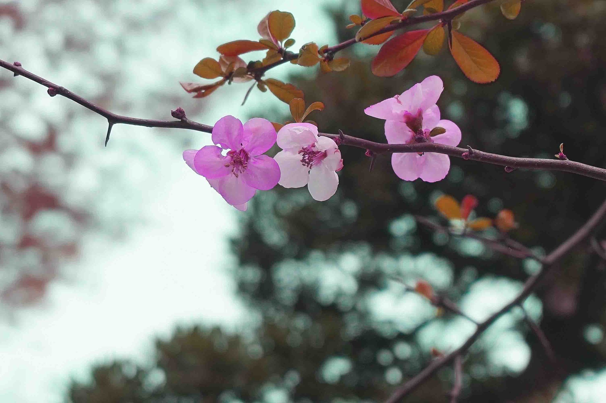 ぼけの花