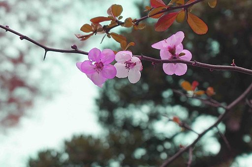 ぼけの花