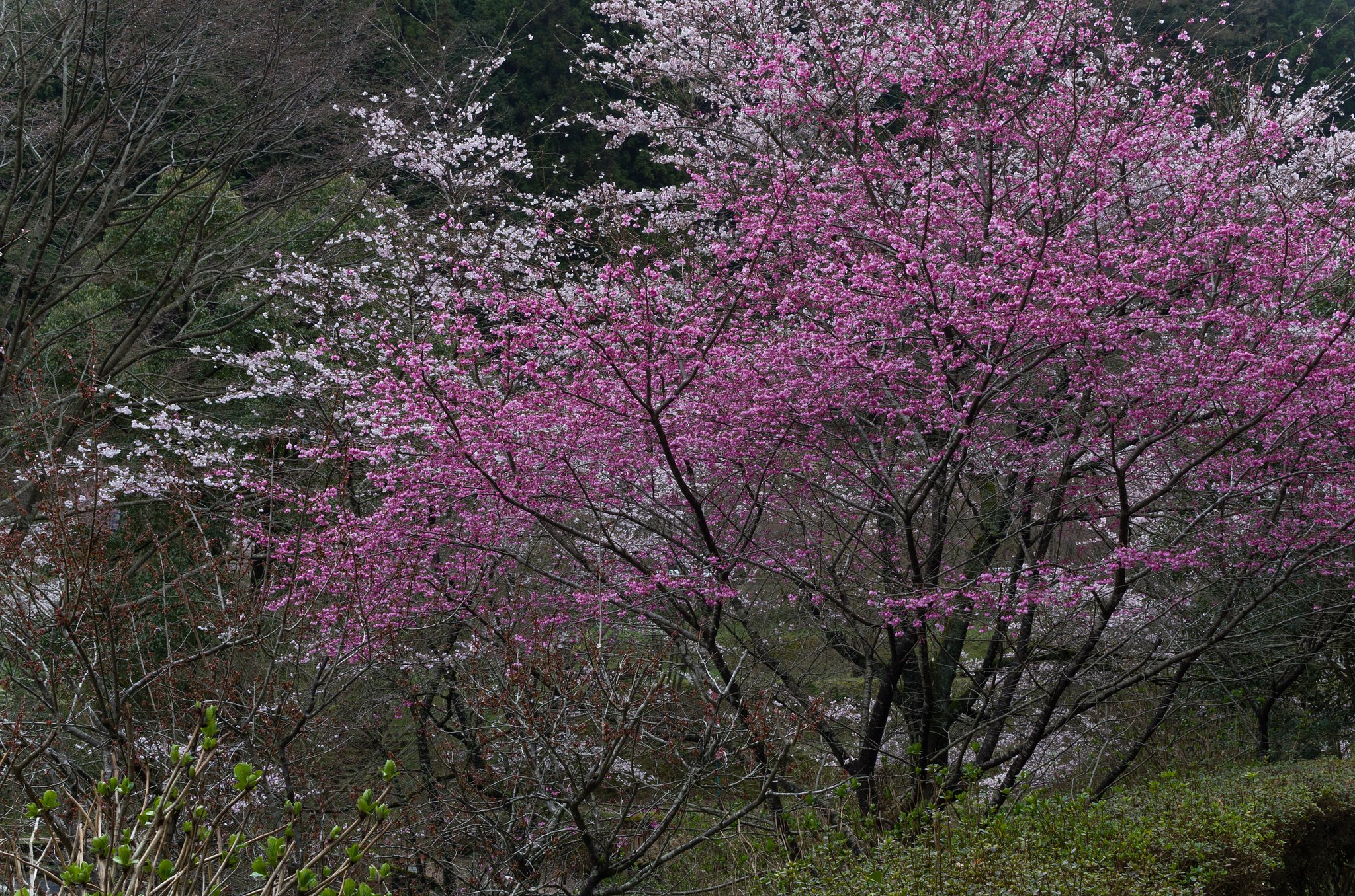 SIGMA 30mm F1.4 DC HSM