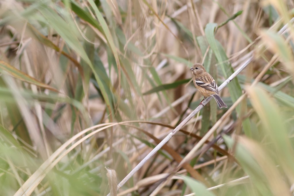 ベニマシコ♀