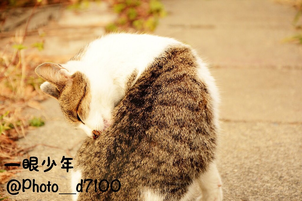 のらねこ