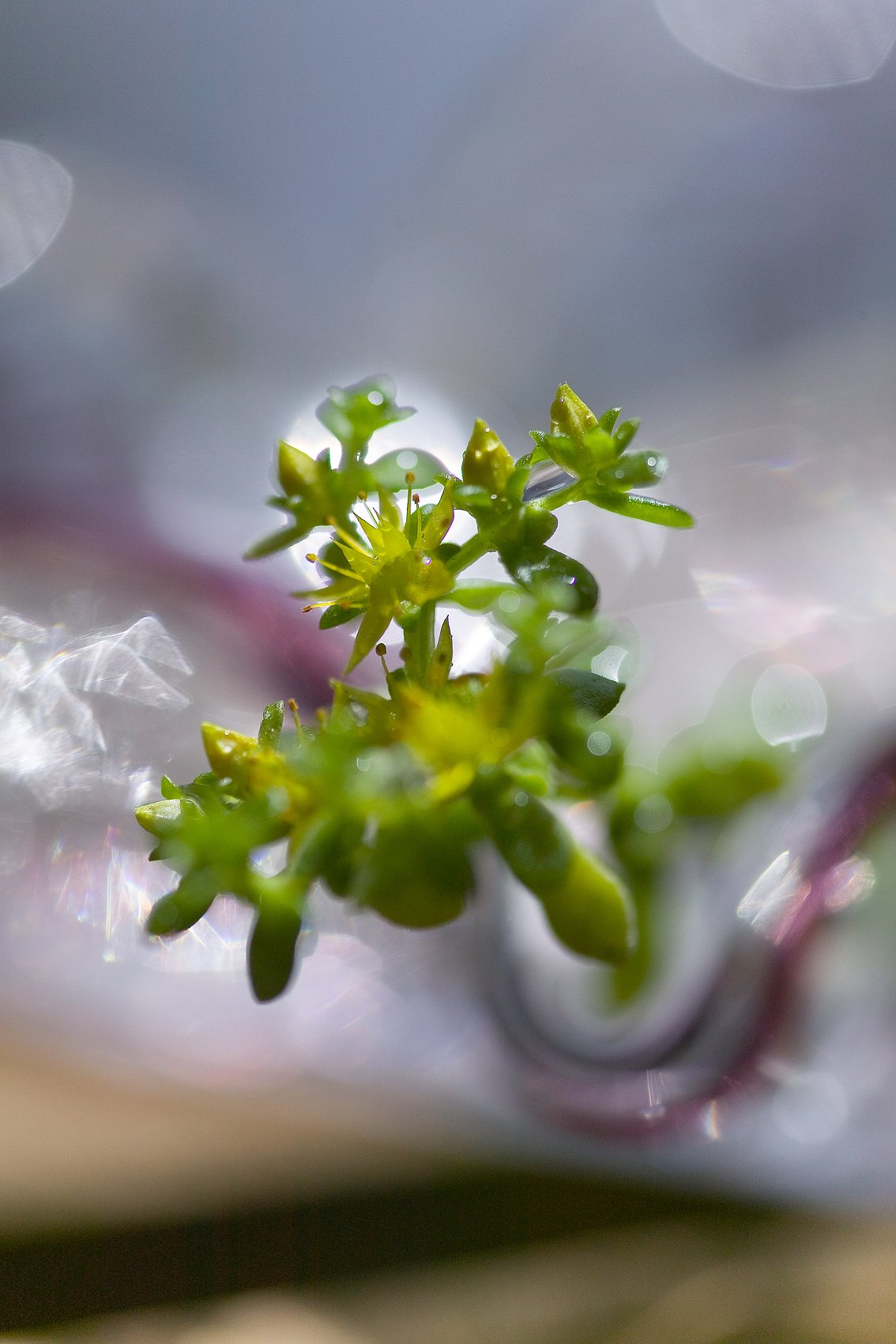【光】キラキラ光る草花