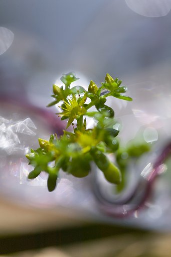 【光】キラキラ光る草花