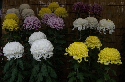 大菊