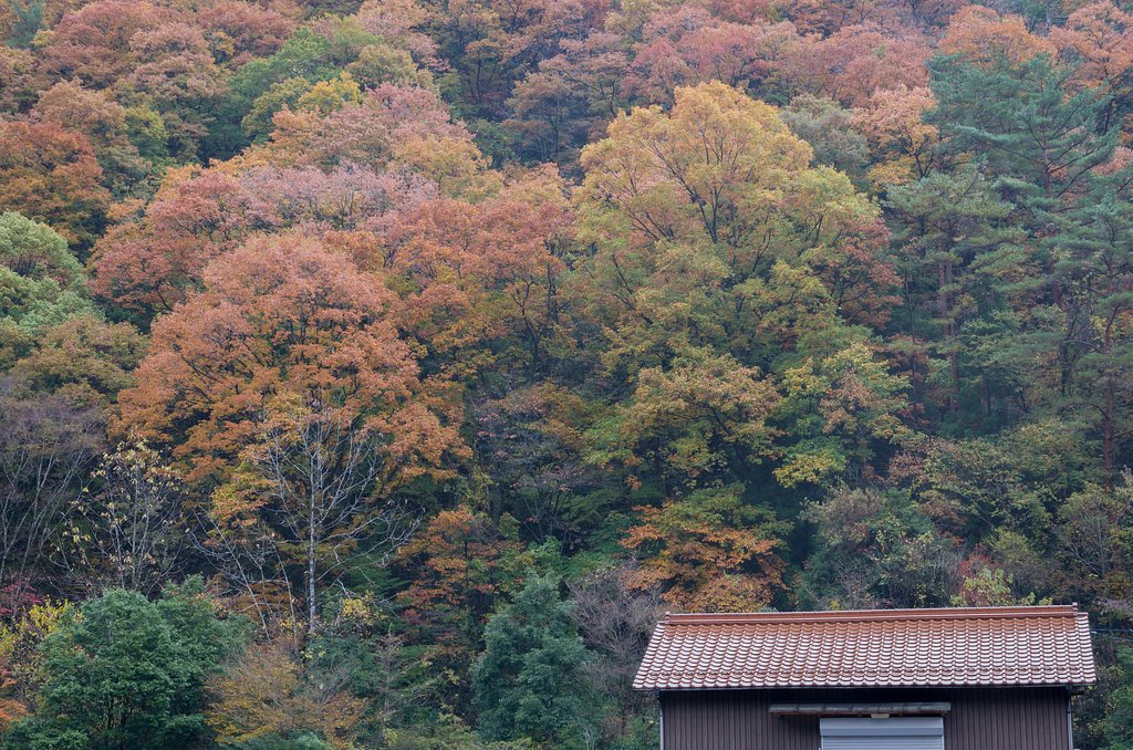 SIGMA 17-70mm F2.8-4 DC MACRO 