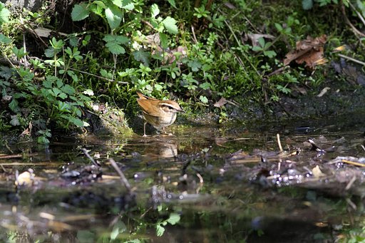 水場の野鳥（ヤブサメ）