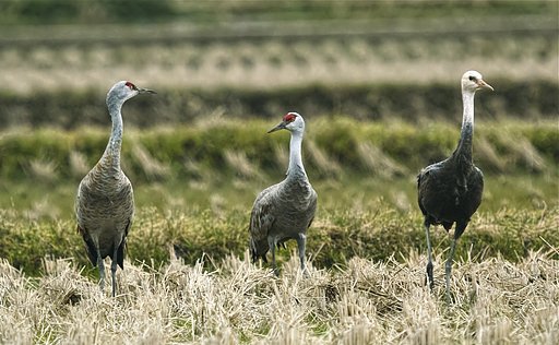 ナベヅル 幼鳥＆カナダヅル