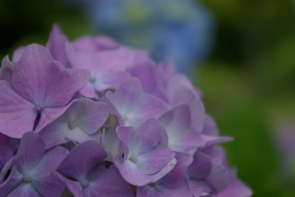 紫陽花
