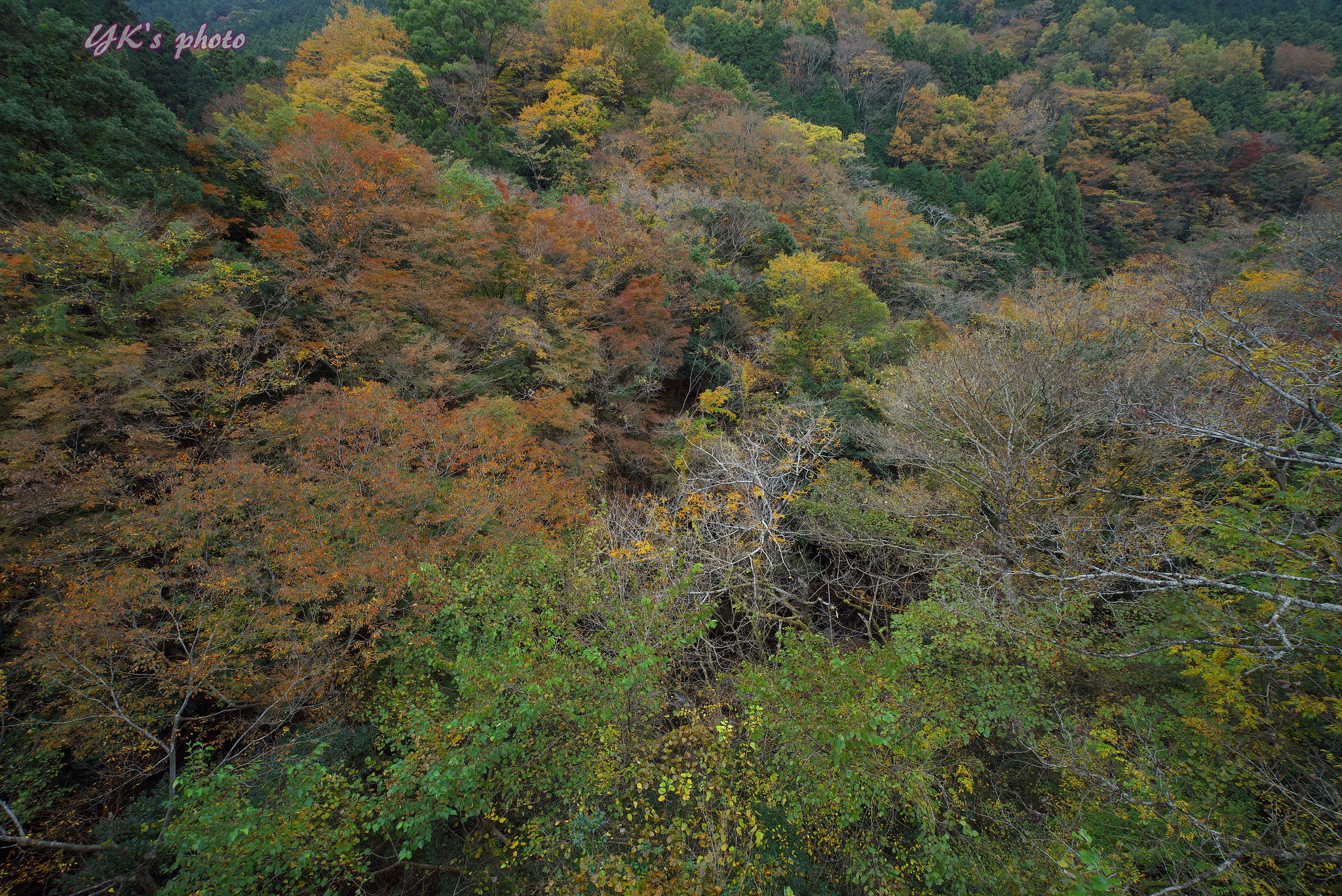 足柄峠から