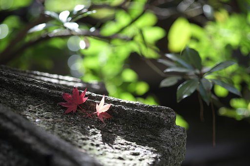 明日は祭り