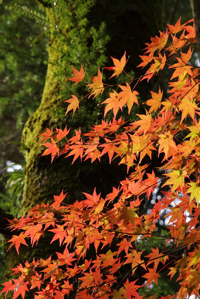 三瀧寺紅葉