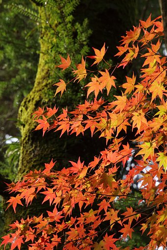 三瀧寺紅葉