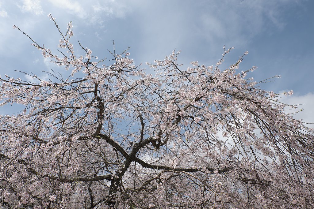 枝垂れ桜