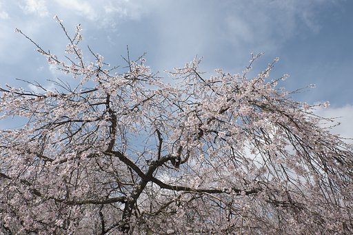 枝垂れ桜