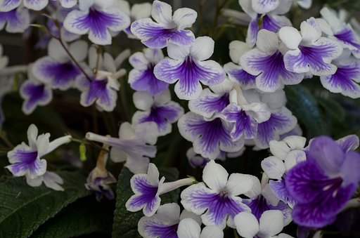 Streptocarpus