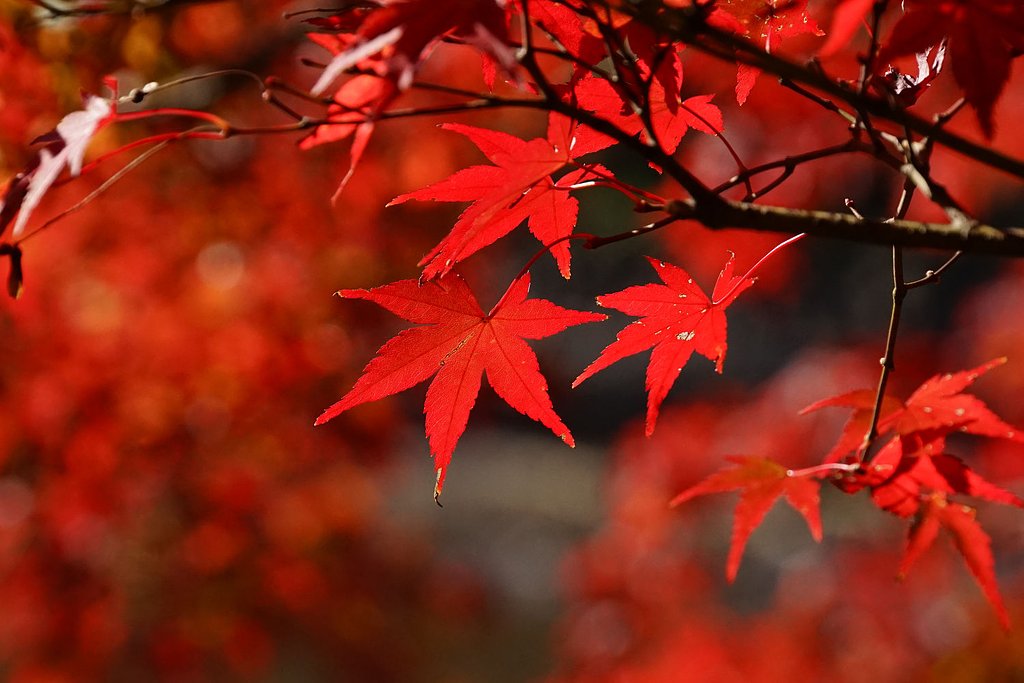 東京の紅葉Ⅲ