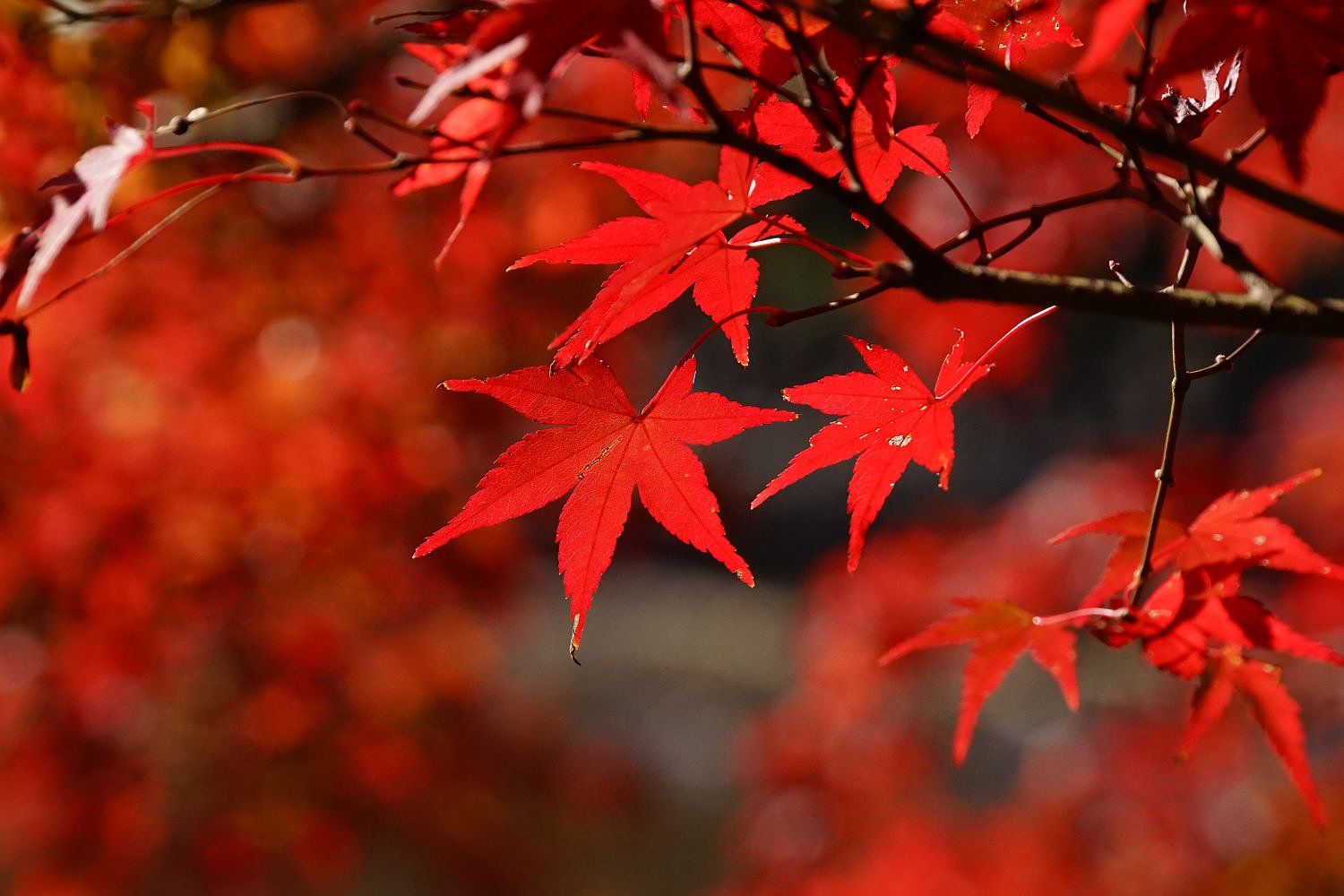 東京の紅葉Ⅲ