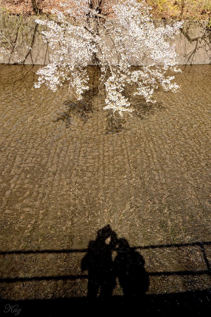 【縦画像】花見でツーショット
