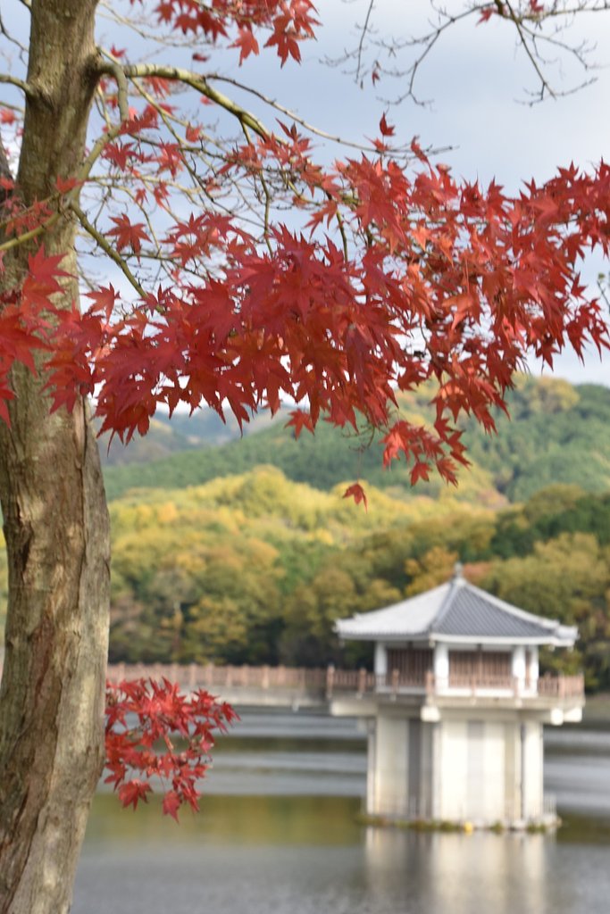 モミジのある風景