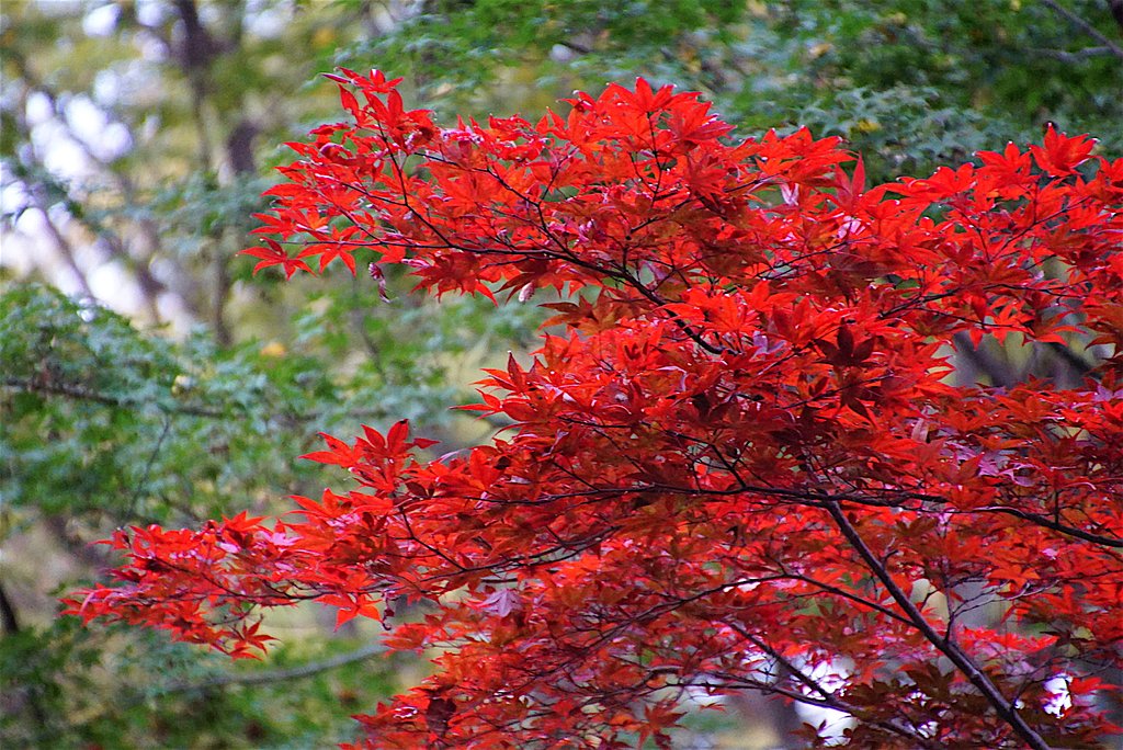 紅い