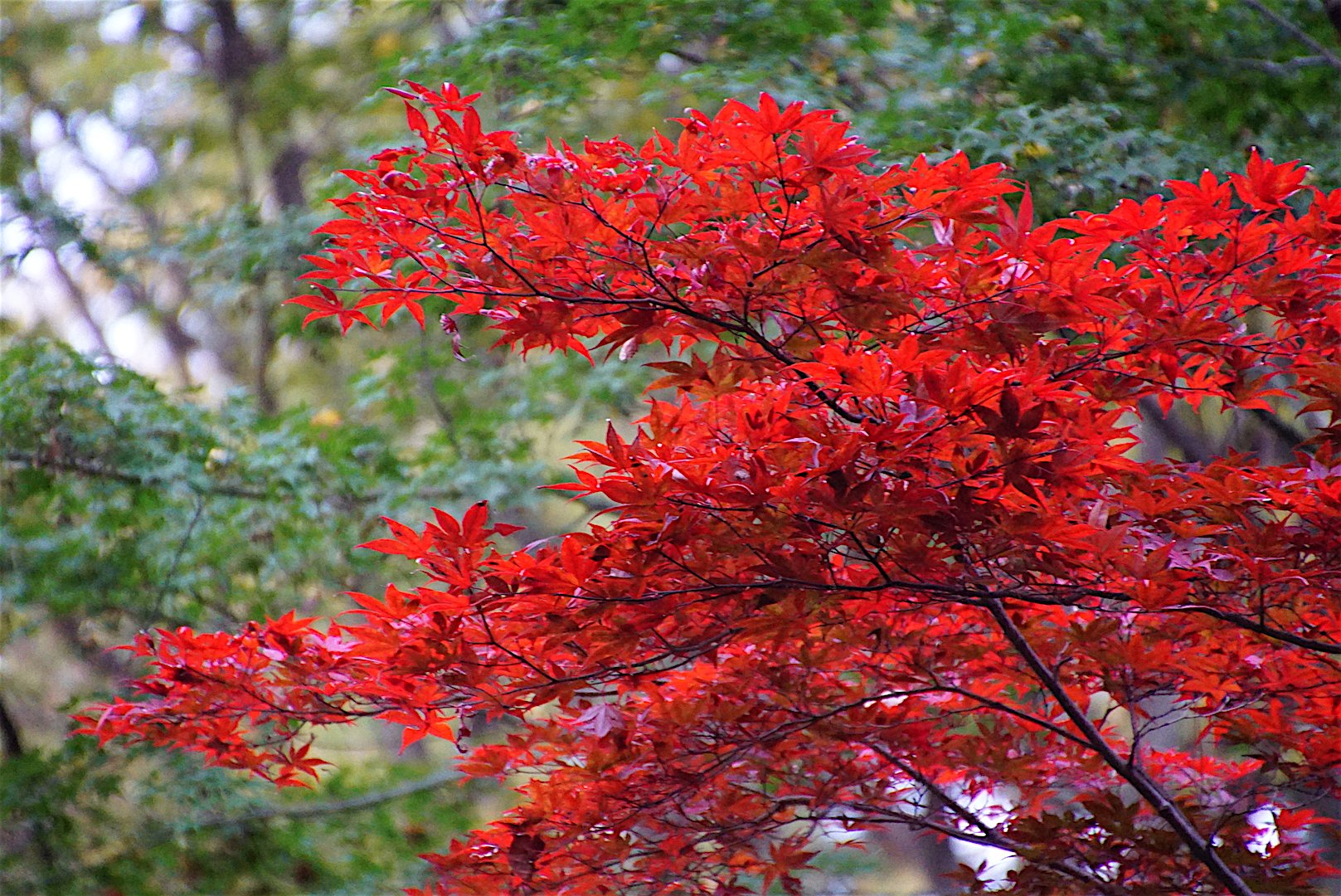 紅い
