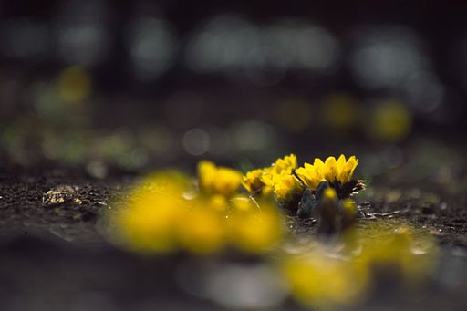 福寿草（柵越しバージョン）