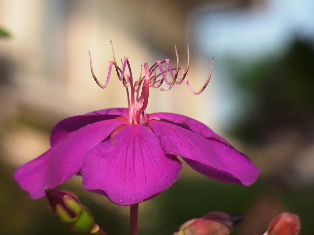 花の蕊がばねにみえました。