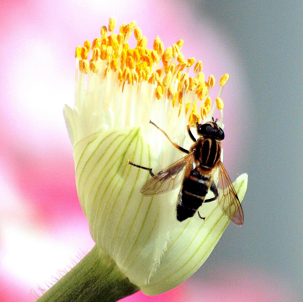 クンシランに留まる虻