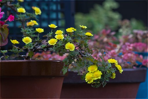 菊の盆栽