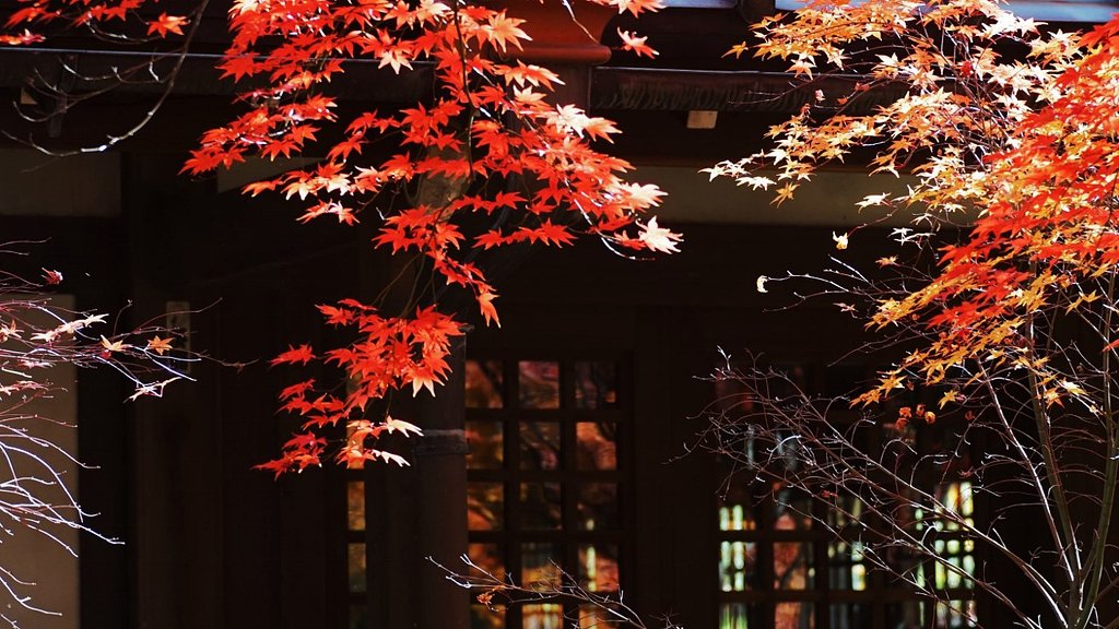 近所の紅葉はそろそろ終演
