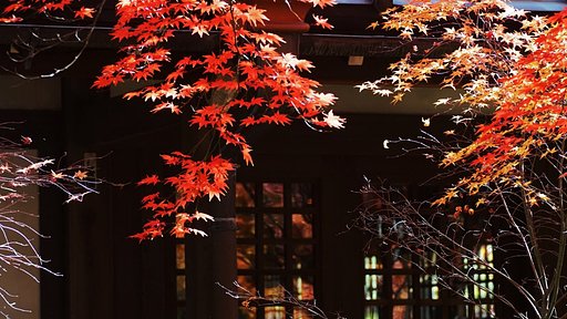 近所の紅葉はそろそろ終演
