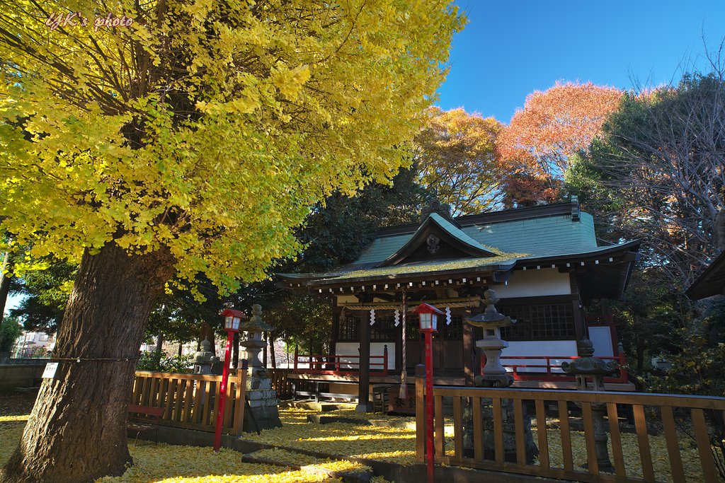 銀杏