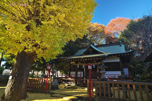 銀杏