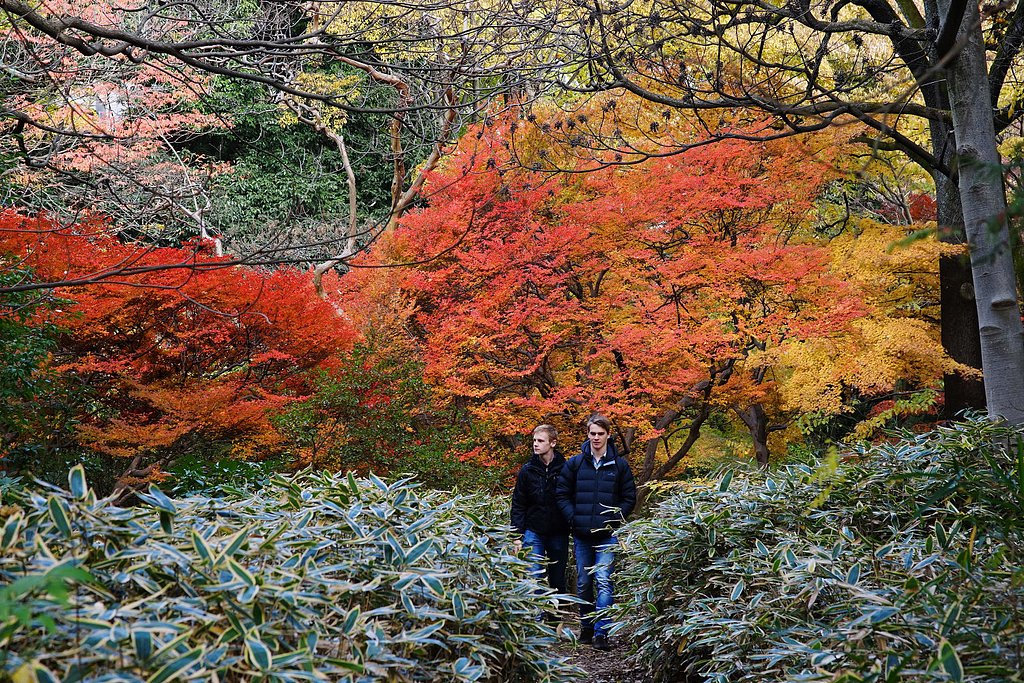 外国人も紅葉狩り？