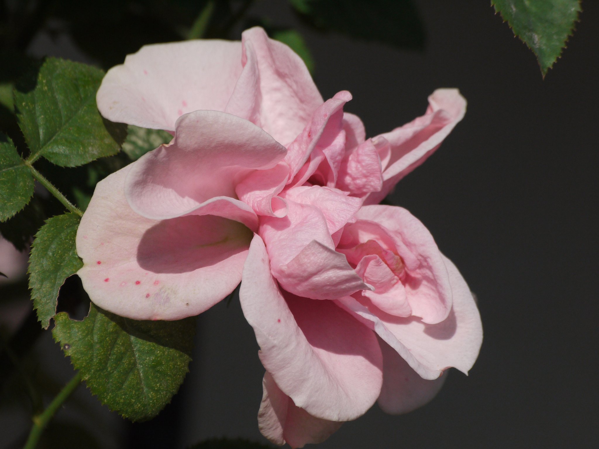薔薇