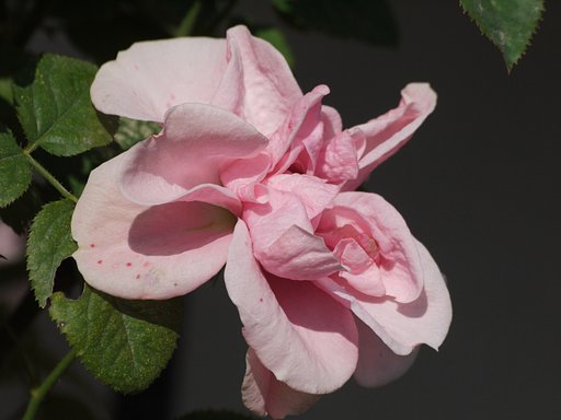薔薇