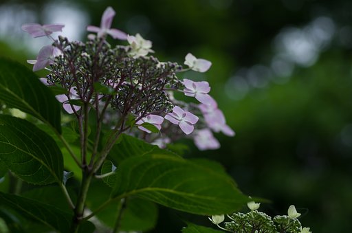 SIGMA MACRO 70mm F2.8