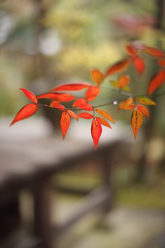 AIノクトニッコール58mmF1.2S