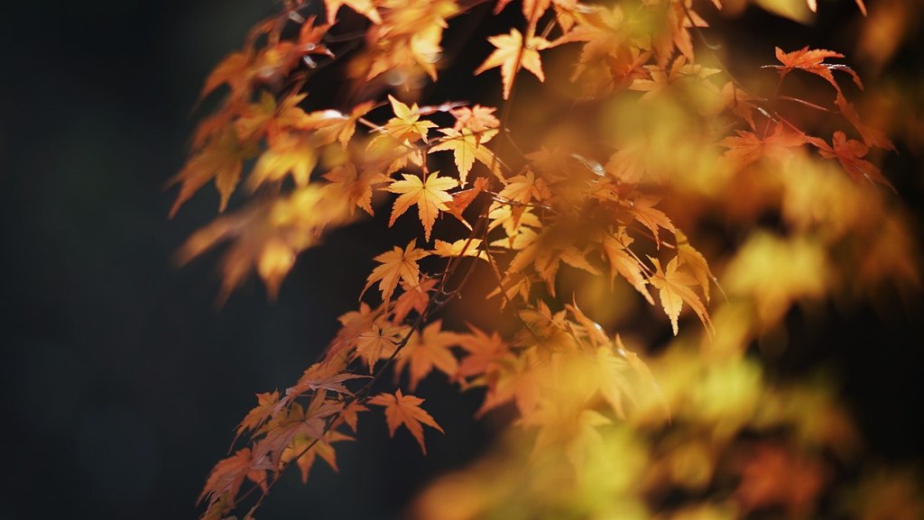 豪徳寺の紅葉