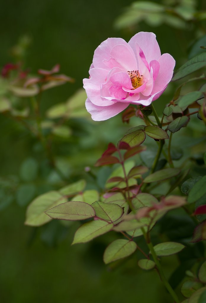 PENTAX-D FA マクロ 100mm F2.8 