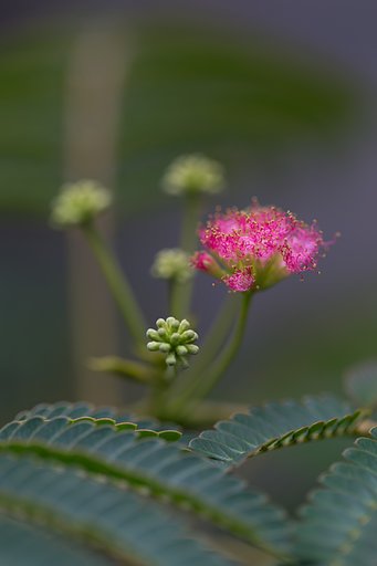 EF100mm F2.8 L IS MACRO