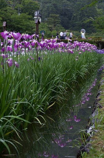 菖蒲田