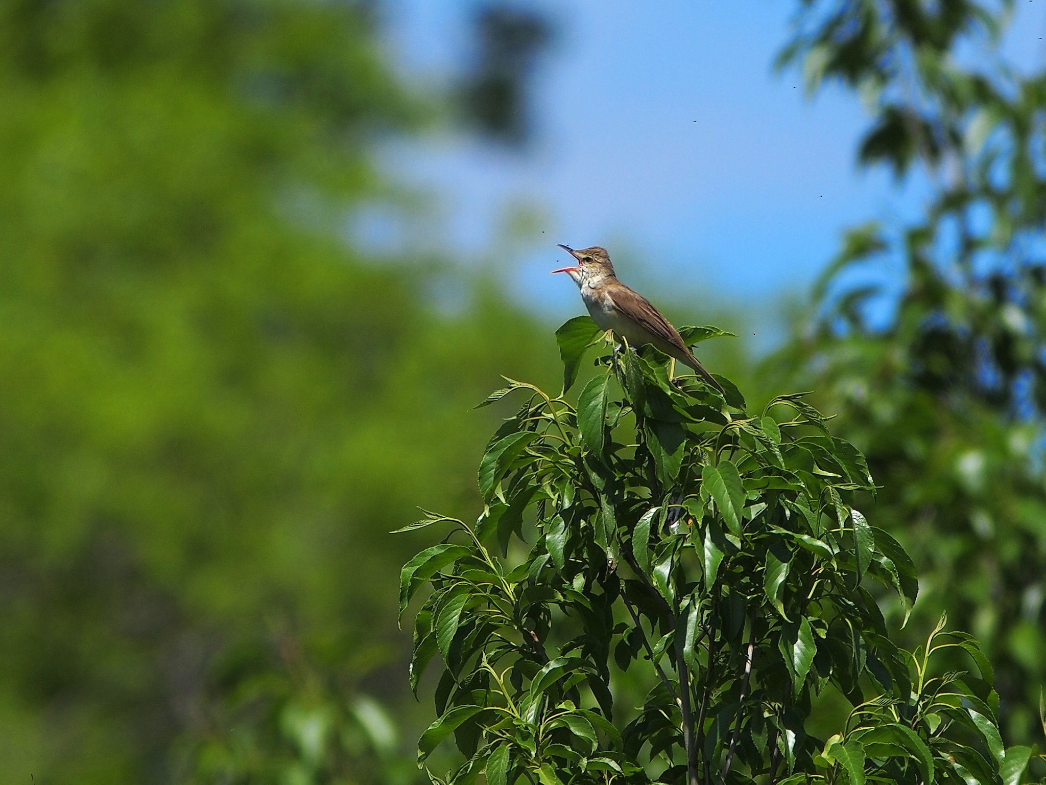 初夏に鳴く